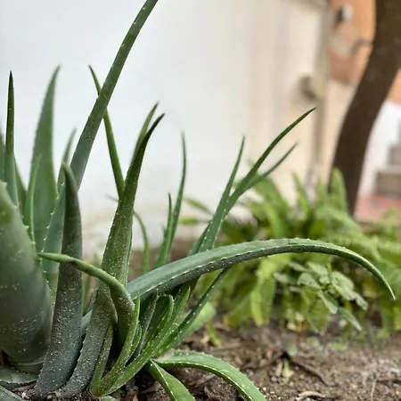 Apartment Zen Garden - Netflix, Wi-fi E Relax *
