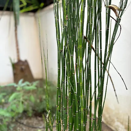 Zen Garden - Netflix, Wi-fi E Relax
